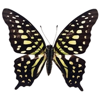   (Graphium Agamemnon). �������� ������ Cvety.by