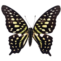   (Graphium Agamemnon)