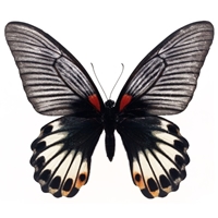  (Papilio Memnon). �������� ������ Cvety.by