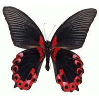   (Papilio Rumanzovia). �������� ������ Cvety.by