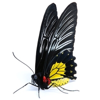   (Troides rhadamantus). �������� ������ Cvety.by